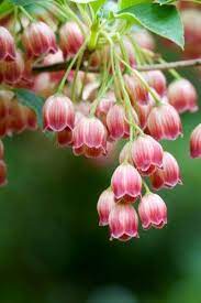 Delicate Beautiful Flowers Pretty Flowers Flowers