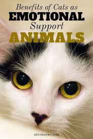 Benefits Of Cats As Emotional Support Animals Oliveknows Emotional Support Animal Support Animal Cat Behavior