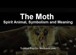 What Does The Moth Spirit Animal Really Mean Find Out The True Meaning And Symbolism Of The Moth In T Spirit Animal Animal Spirit Guides Spirit Animal Meaning