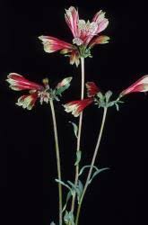 Image result for Alstroemeria pulchella