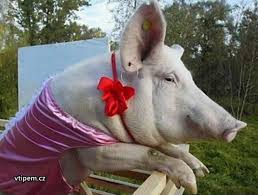 Vepřová fiflena | Zábavné obrázky ke stažení zdarma