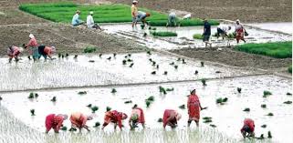 Chitwan Samachar - चितवन समाचार