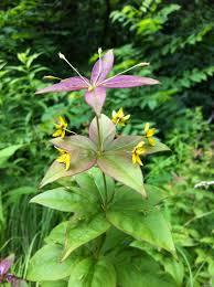 Image result for Myrsinaceae