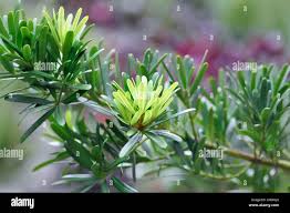 Image result for Podocarpaceae