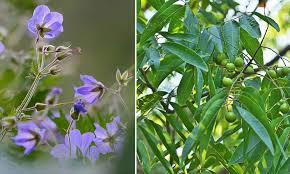 Check spelling or type a new query. Plante Anti Mouche La Liste Des 25 Plantes Les Plus Efficaces