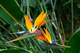 Image result for Strelitzia caudata