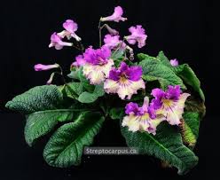 Image result for Streptocarpus sp.nov. aff. S. grandis
