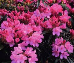 Rhododendron Graziella Ponticum Nice Hot Pink With Dark Green Leaves Rhododendron Green Leaves Organic Gardening