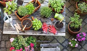 Maybe you would like to learn more about one of these? Pokok Ni Kalau Tanam Dalam Pasu Senang Sangat Nak Jaga Sesuai Untuk Beginner Nak Cuba Tanam Keluarga