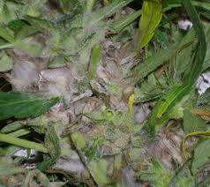 It also discolors mature blooms. Gray Mold And Your Marijuana Plants Grasscity Com