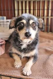 Muttville Toby 2710 Old Dogs Dog Adoption Dog Love