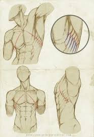 The torso or trunk is an anatomical term for the central part, or core, of many animal bodies (including humans) from which extend the neck and limbs. 8 Best Male Torso Anatomy Ideas