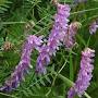 vicia cracca from www.minnesotawildflowers.info