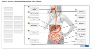 Digestive System Questions Flashcards Quizlet