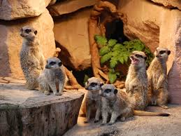 This is a list of botanical gardens in germany. Zoologischer Garten Magdeburg