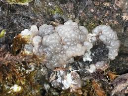 Image result for Exidia sp.