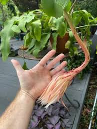 Image result for Oxypetalum