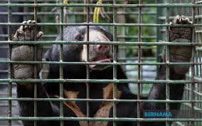 Jabatan perlindungan hidupan liar dan taman negara (perhilitan) berjaya selamatkan seekor tapir malaya jantan yang. Bernama Perhilitan Terengganu Tangkap Dua Ekor Beruang Matahari