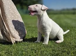 Image result for bulteriér