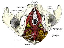 Mastering Your Inner Muscles Pelvic Floor Muscle Magic Intimate Arts Center Pelvic Floor Muscles Pelvic Floor Muscle