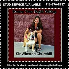 If you have any proof emails, receipts, text, messenger texts. Houston Texas English Bulldogs Home Facebook