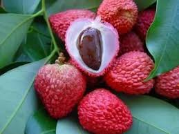 Picture Of Litchies Les Roches Et Mineraux A Quoi Ca Sert Page 9 Fruits Exotiques Litchi Fruit Fruits Et Legumes