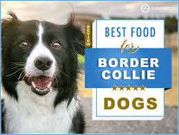 7 Best Foods To Feed An Adult And Puppy Border Collie In 2019
