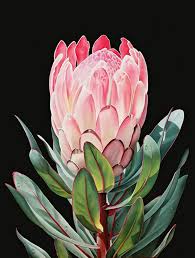 Ora Sorensen Still Life Painting Protea I Protea Art Protea Flower Flower Painting