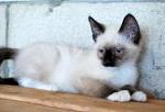 Siamese Breeders | Kittens for Sale