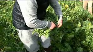 Tutti, quando sentiamo parlare di cime di rapa,non possiamo che pensare alle golosissime orecchiette che possiamo gustare nella magica puglia, regione piena di luoghi spettacolari e cibi gustosissimi.lasciando ora da parte i vari taralli e le puccie salentine, cerchiamo di concentrarci sull'argomento di oggi, anche se so. Cima Di Rapa Minervino Youtube