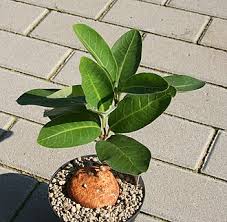 Image result for Raphionacme globosa