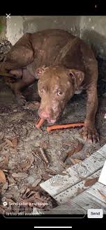 Any foster or rescue organizations that can take a senior dog?