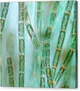 Image result for Alinula sp.