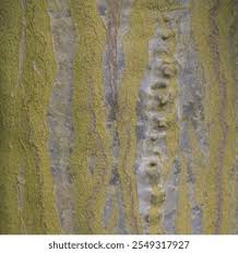 Image result for Euphorbia dawei