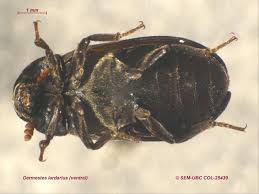 Image result for dermestidae