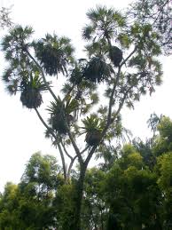 Plantfiles Pictures Hyphaene Species Doum Palm East African Doum Palm Hyphaene Compressa By Palmbob