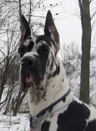 =) it is a priorty of ours to educate new owners on the care of their extra large breed dog so that your newest family addition will surely be a success. Beefcakedanes European Great Danes