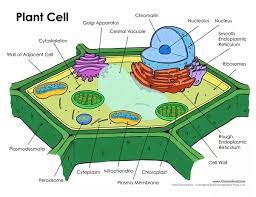 We did not find results for: What Is A Plant Cell Quora