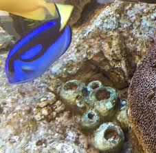 Turkmenoglu Alisveris Merkezi Adli Kullanicinin Baliklarin Mavi Dunyasi Blue World Fish Panosundaki Pin