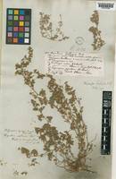 Image result for Polycarpaea prostratum