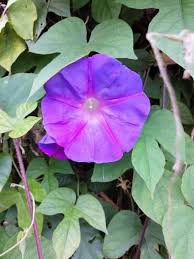 Image result for Ipomoea polymorpha