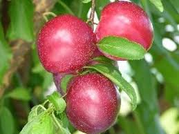 It started fruiting the first spring. Santa Rosa Plum Tree Exceptionally Flavored Candied Plums 2 Years Online Orchards