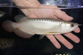在庫有 淡水魚 アジアアロワナ 過背金龍17 18cｍ 200 004430 証明書 登録票付 個体販売 生体 熱帯魚 Nko20200902 ペットバルーン支店 Chancen International