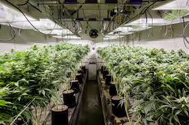 If possible, opt for bulbs labeled as high output (ho). How To Choose The Best Lights For Growing Weed Leafly
