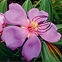 Image result for Dissotis multiflora