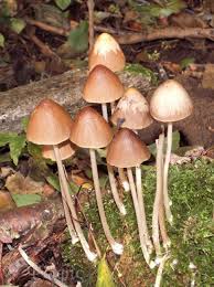 Toadstool Mushroom Identification Garden Design Ideas