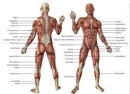 Another key exercise is the kneeling lunge stretch. Muscle Et Os Simple Base Du Corps Humain Ankiweb