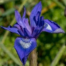 Image result for Moraea niassensis