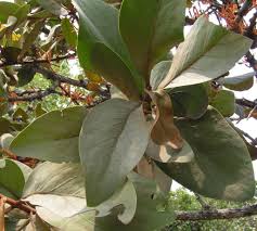 Image result for Phragmanthera cornetii