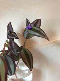 Subscribers will know that i'm very open about not knowing everything, but i answer every video comment to the best of my ability and if i don't know the answer then i do my best to find out. My Wandering Jew Is Flowering Plants